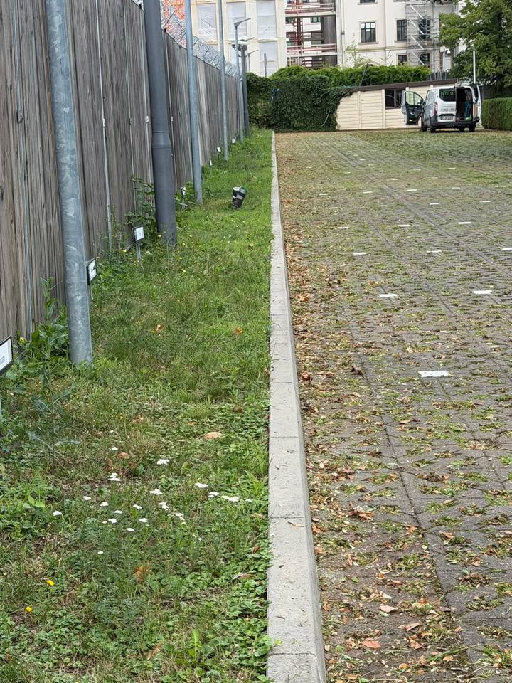 Grünstreifen am Zaun: Rasenschnitt und Wegreinigung – vor der Pflege