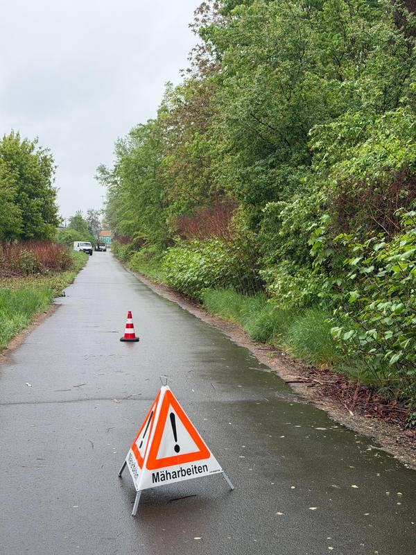 Staudenknöterich-Bekämpfung auf drei Autobahnabschnitten – Bild 2