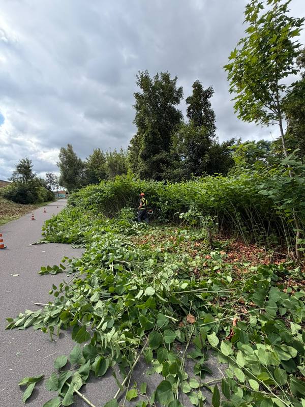 Staudenknöterich-Bekämpfung auf drei Autobahnabschnitten – Bild 7