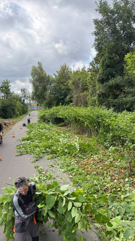 Staudenknöterich-Bekämpfung auf drei Autobahnabschnitten – Bild 8