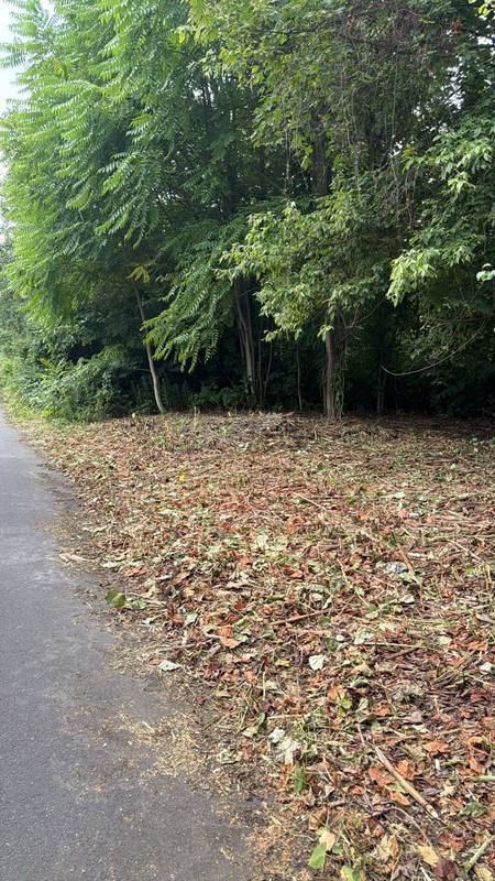 Staudenknöterich-Bekämpfung auf drei Autobahnabschnitten – Bild 9