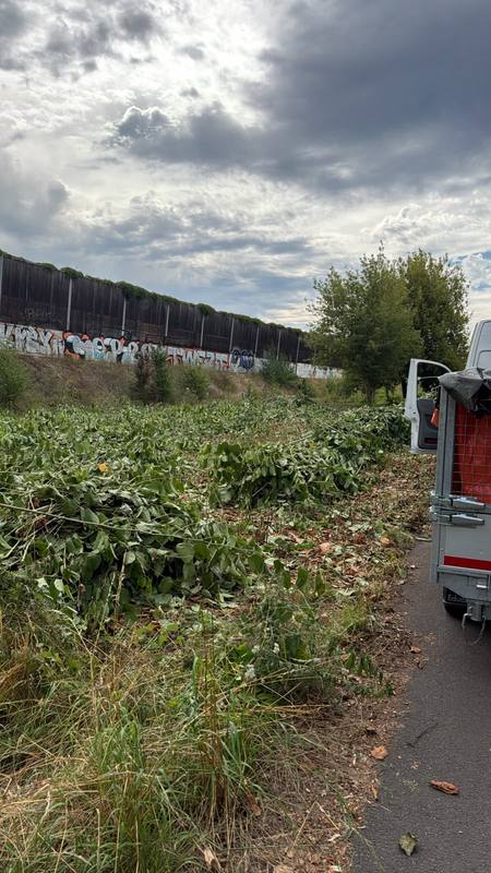 Staudenknöterich-Bekämpfung auf drei Autobahnabschnitten – Bild 10